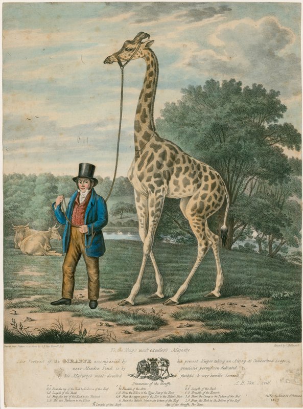 Portræt af giraffen, 1827 af Abraham Bruiningh van Worrell