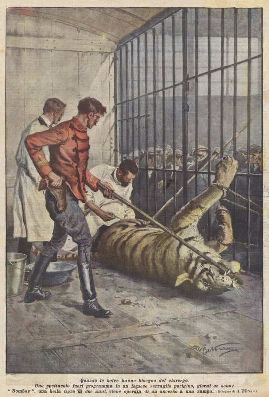 Når udyrene har brug for kirurgen af Achille Beltrame