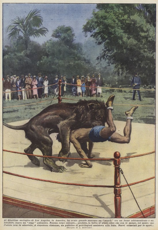 Var en løvekamp i Los Angeles Zoo i Amerika en stor succes? af Achille Beltrame