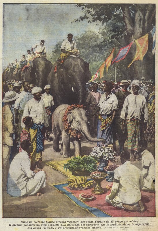 Som en hvid elefant bliver den hellig i Siam af Achille Beltrame