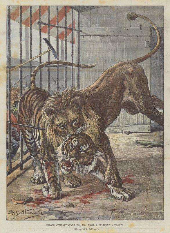 Hårde kampe mellem en tiger og en løve i Firenze af Achille Beltrame