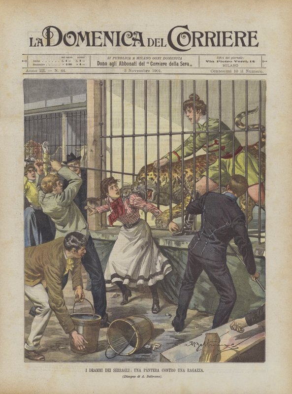 Menageriernes dramaer, en panter mod en pige af Achille Beltrame
