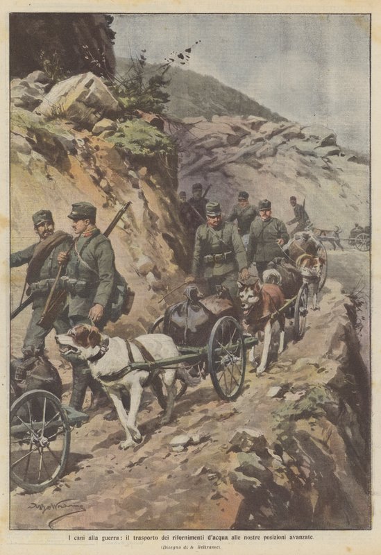 Hunde til krig, transporterer vandforsyninger til vores forreste positioner af Achille Beltrame
