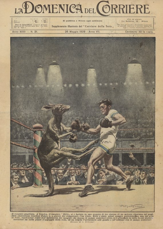 Boksekænguruen af Achille Beltrame