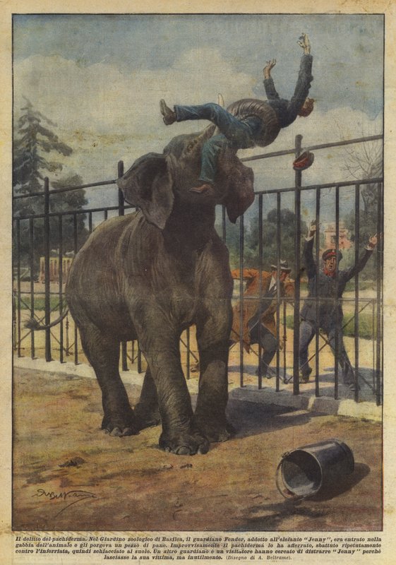 Forbrydelsen med pachyderm af Achille Beltrame