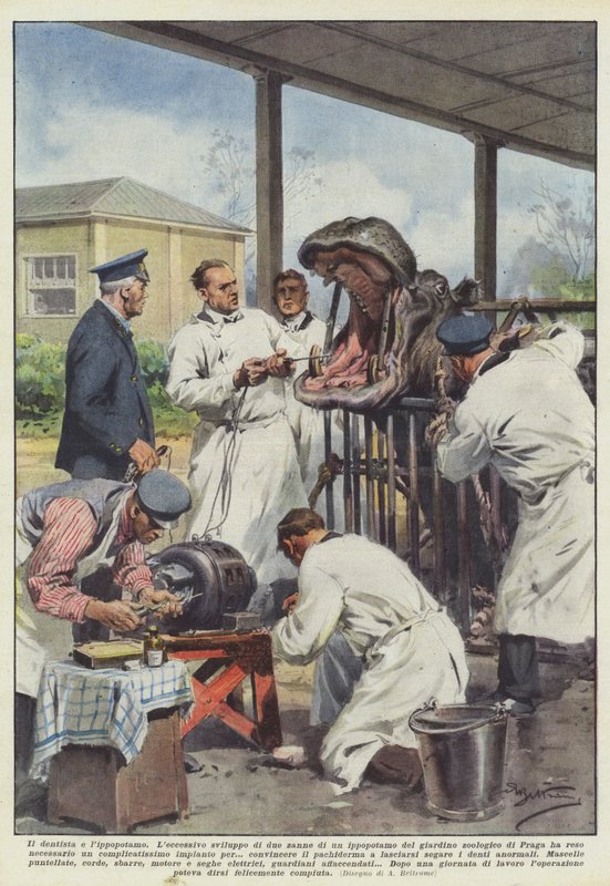 Tandlægen og flodhest af Achille Beltrame