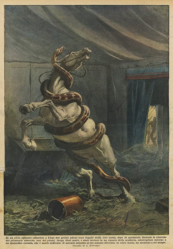 I et ventet ridecirkus i Liège flygtede to store pytonslanger fra deres boks efter showet af Achille Beltrame