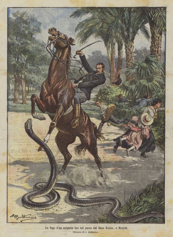 La fuga dun serpente boa nel parco del Buen Retiro, a Madrid  af Achille Beltrame