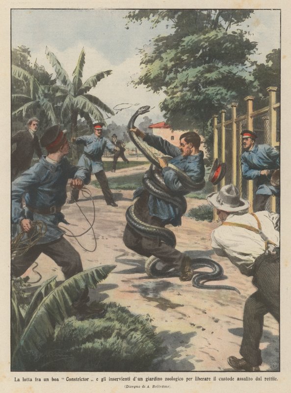 Kampen mellem en boa constrictor og dyrepassere for at befri dyrepasseren? af Achille Beltrame