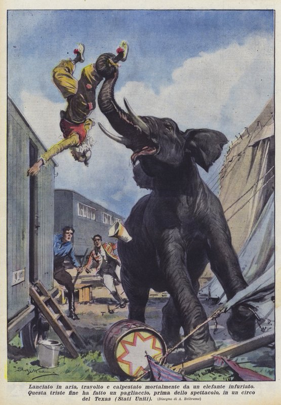 Kastet op i luften, kørt over og trampet ihjel af en vred elefant af Achille Beltrame