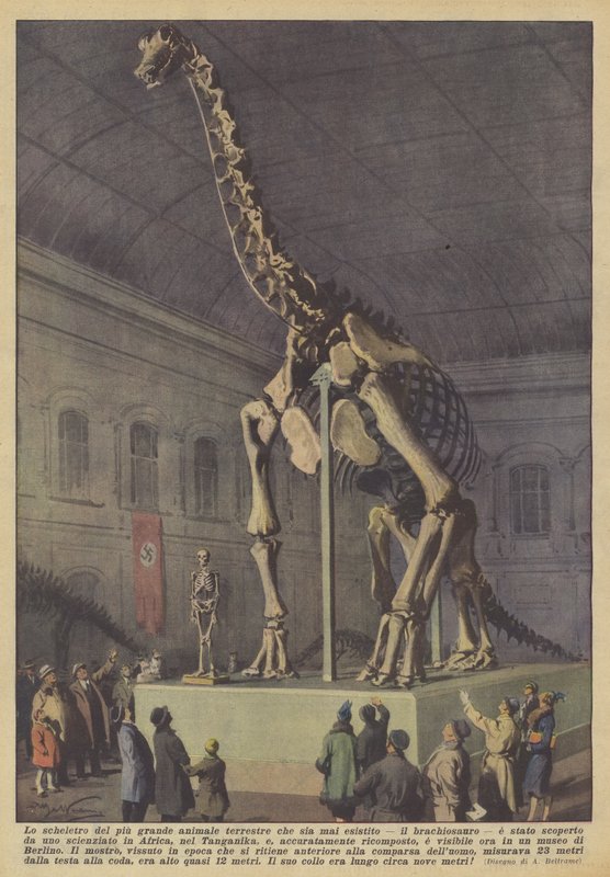 Skelettet af det største landdyr, der nogensinde har levet, brachiosaurus? af Achille Beltrame