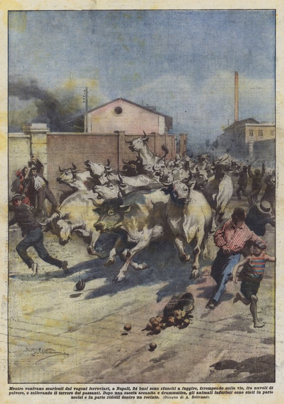 Mens de blev læsset af jernbanevognene, i Napoli, lykkedes det 24 okser at flygte? af Achille Beltrame