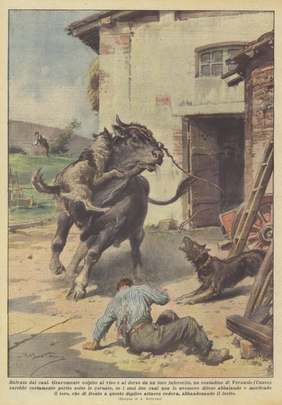 Reddet af hundene af Achille Beltrame