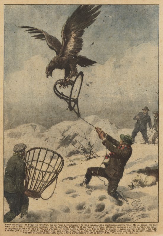 I bjergene i Coggiola (Biella) var en ung mand i stand til at tage en smuk kongeørn i en fælde af Achille Beltrame