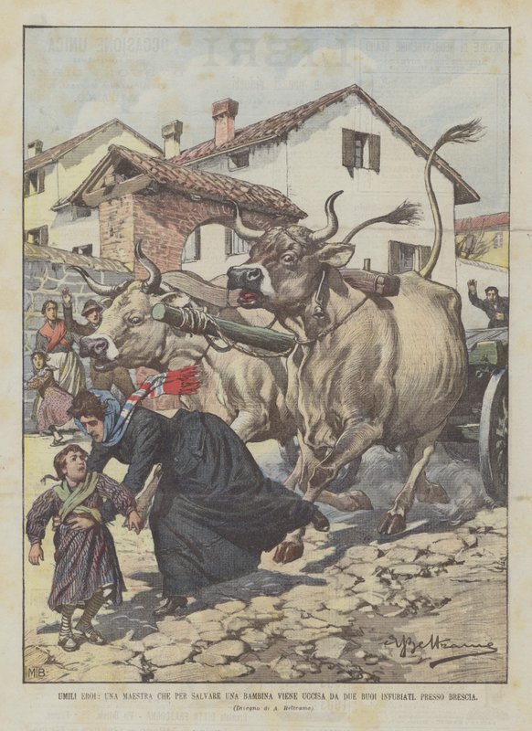 Ydmyge helte, en lærer, der skal redde en lille pige, bliver dræbt af to rasende okser, nær Brescia af Achille Beltrame