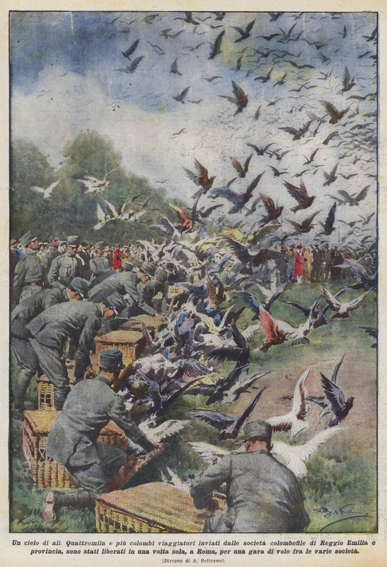 En himmel af vinger af Achille Beltrame