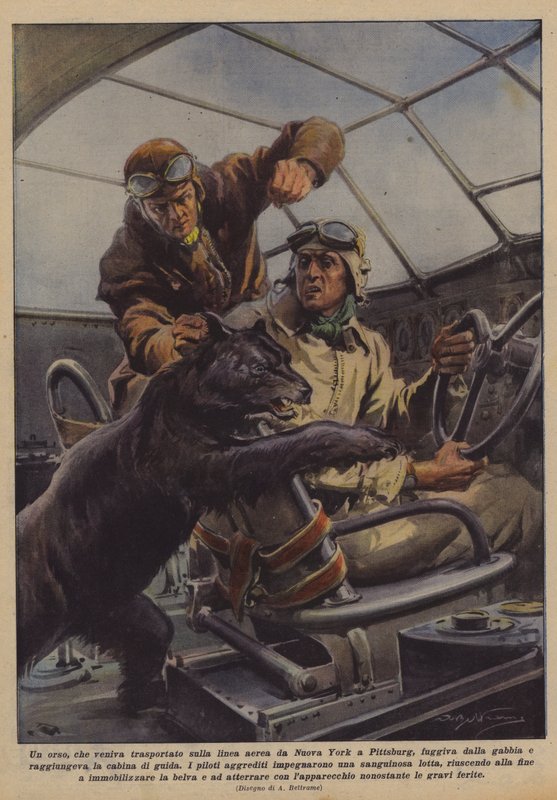 Undslap en bjørn, som blev transporteret med flyselskabet fra New York til Pittsburg, fra buret? af Achille Beltrame