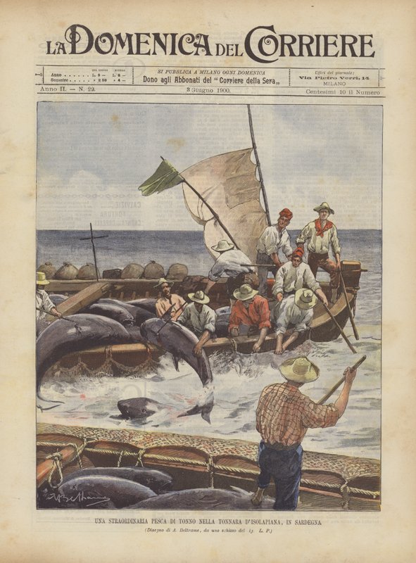 Et ekstraordinært tunfiskeri i Tonnara DIsolapiana på Sardinien af Achille Beltrame