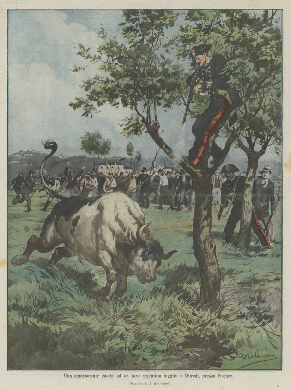 En spændende jagt på en undsluppet argentinsk tyr i Rifredi nær Firenze af Achille Beltrame