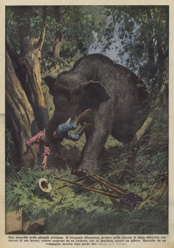 En tragedie i den afrikanske jungle af Achille Beltrame