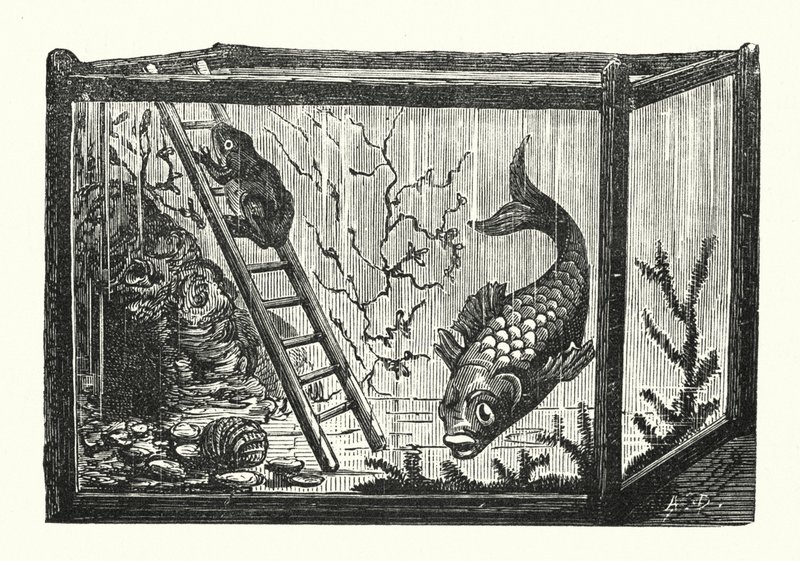 Fisk og frø i et akvarium (gravering) af Albert Robida