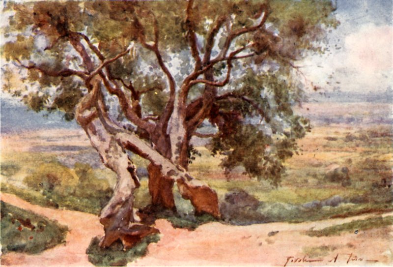 Campagna Romana, fra Tivoli af Alberto Pisa