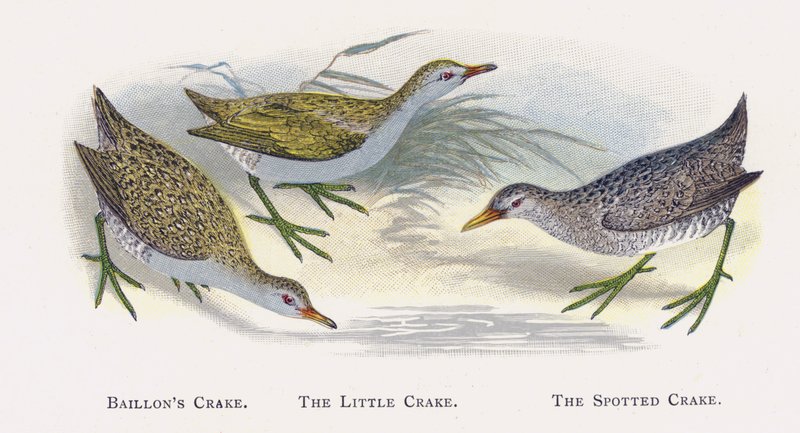 Baillons Crake, Den lille Crake, Den plettede Crake af Alexander Francis Lydon
