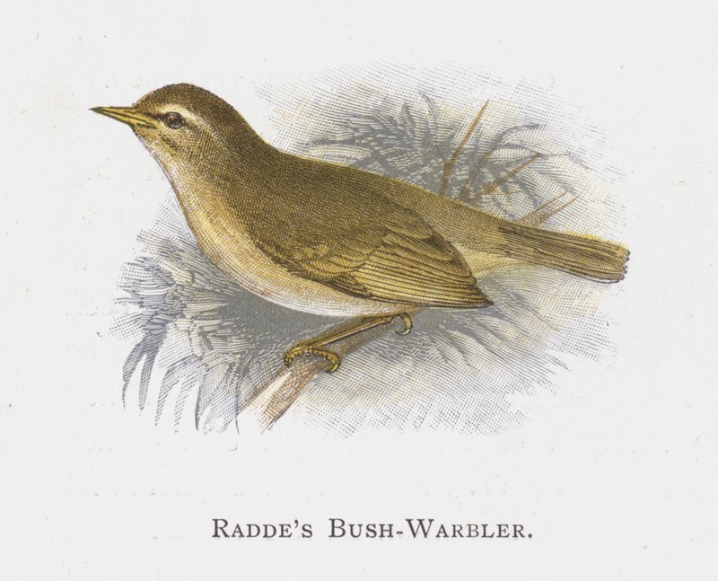 Raddes Bush Warbler af Alexander Francis Lydon