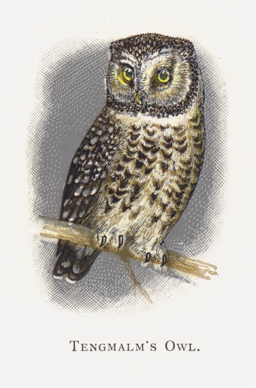 Tengmalms ugle af Alexander Francis Lydon