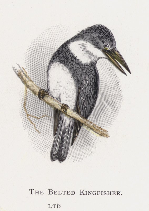 Den bælteformede isfugl af Alexander Francis Lydon