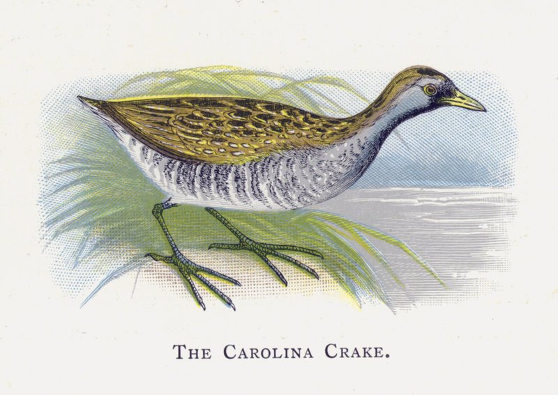 Carolina Crake af Alexander Francis Lydon