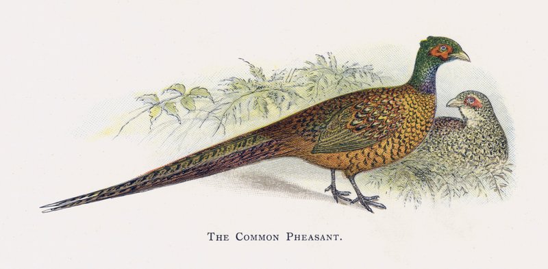 Fasan af Alexander Francis Lydon