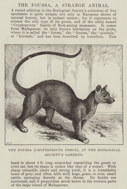 Foussa (Cryptoprocta Ferox), i Zoological Society