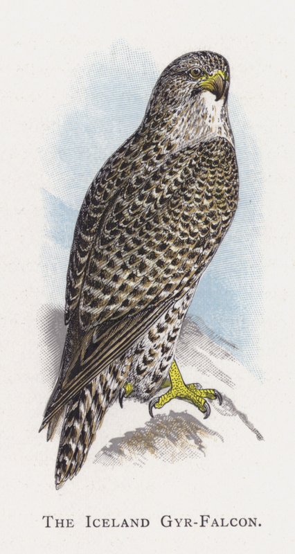 Den islandske gyr-falkon af Alexander Francis Lydon