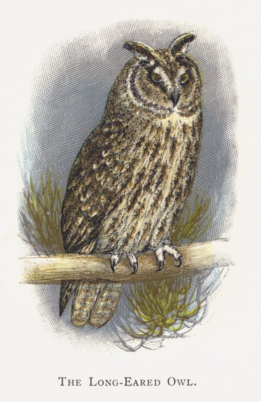 Den langørede ugle af Alexander Francis Lydon