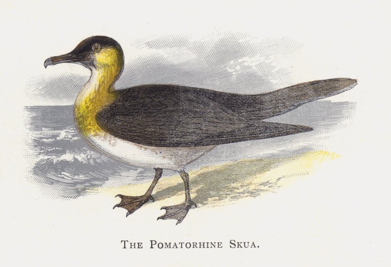 Pomatorhine Skua af Alexander Francis Lydon