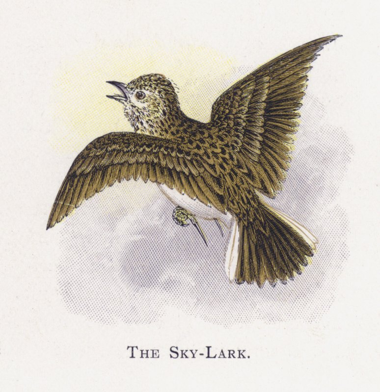 Himmel lærken af Alexander Francis Lydon
