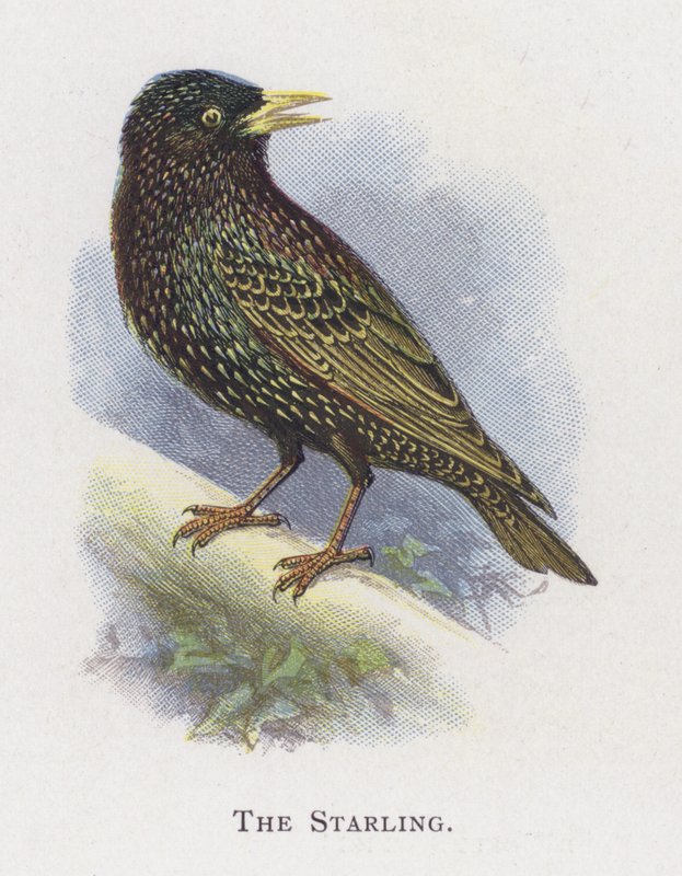 Stæren af Alexander Francis Lydon