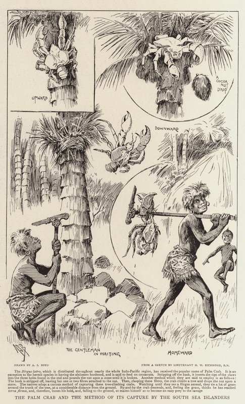 Palmekrabben og den metode, som sydhavsøboerne bruger til at fange den af Alexander Stuart Boyd