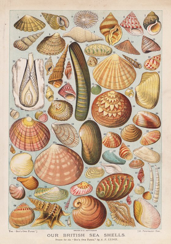 Britiske muslingeskaller (chromolitho) af Alexander Francis (after) Lydon