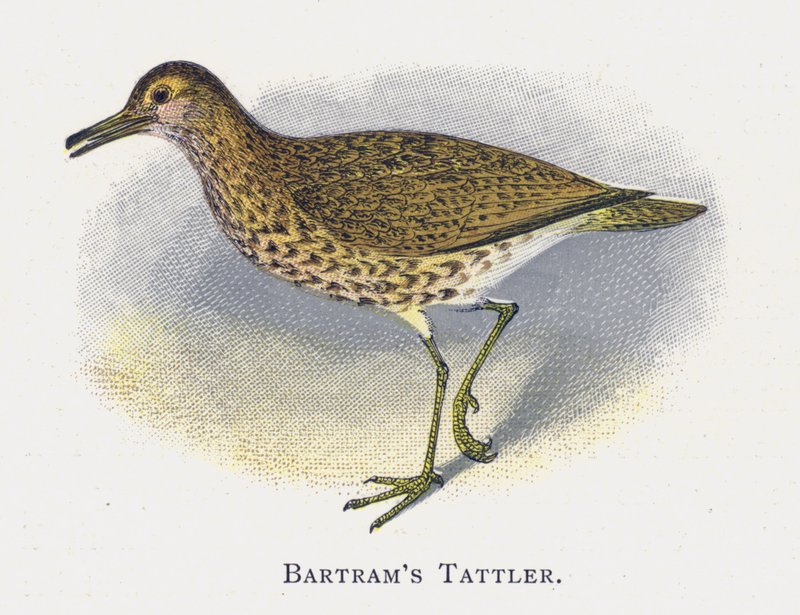 Batrams Tattler af Alexander Francis Lydon