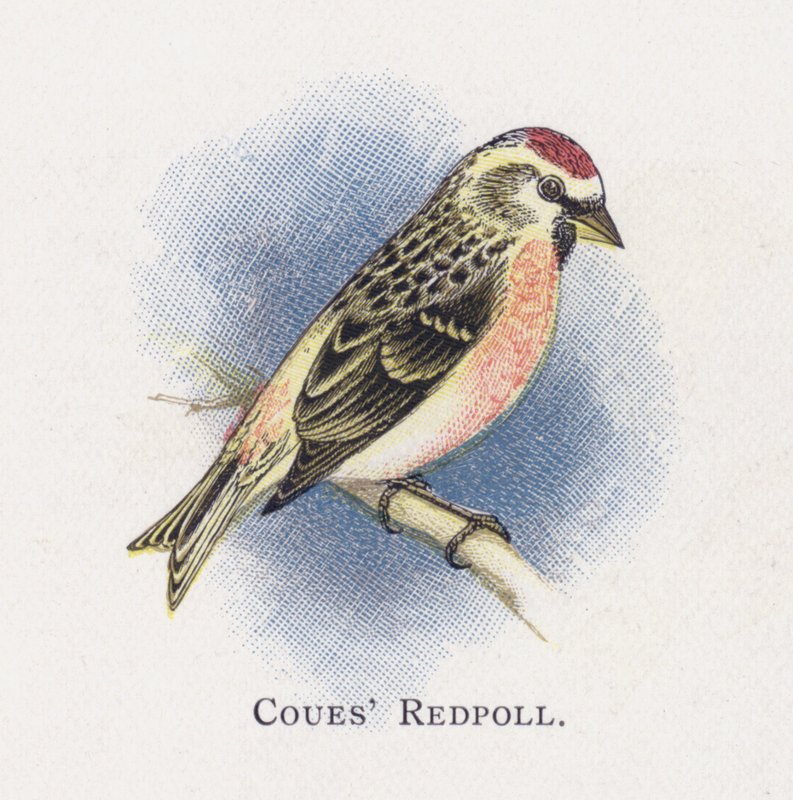 Coues Redpoll af Alexander Francis Lydon