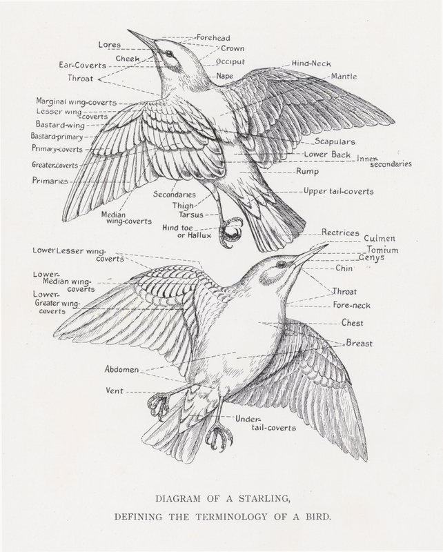 Diagram af en stær, der definerer en fugls terminologi (litho) af Alexander Francis Lydon