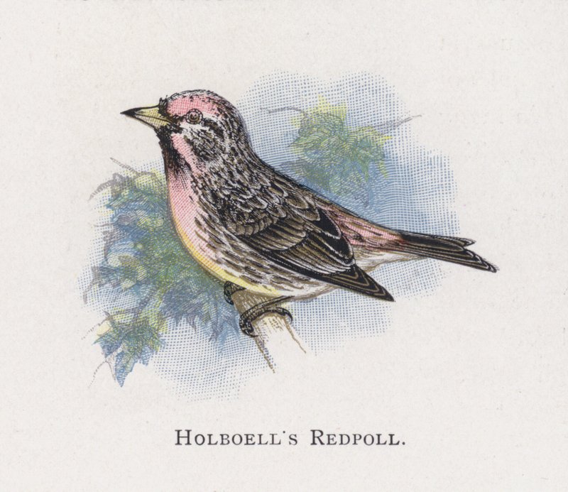 Holboells Redpoll af Alexander Francis Lydon