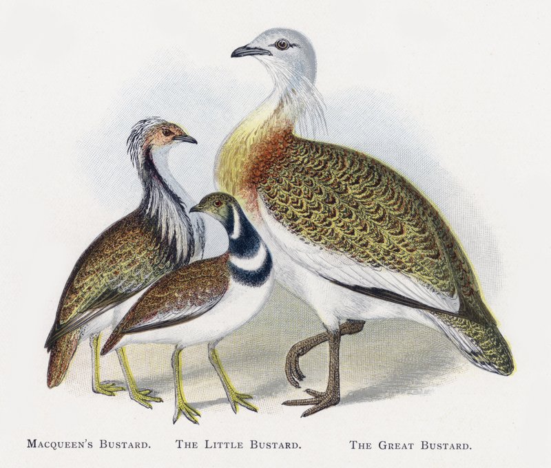 Macqueens Bustard, The Little Bustard, The Great Bustard af Alexander Francis Lydon