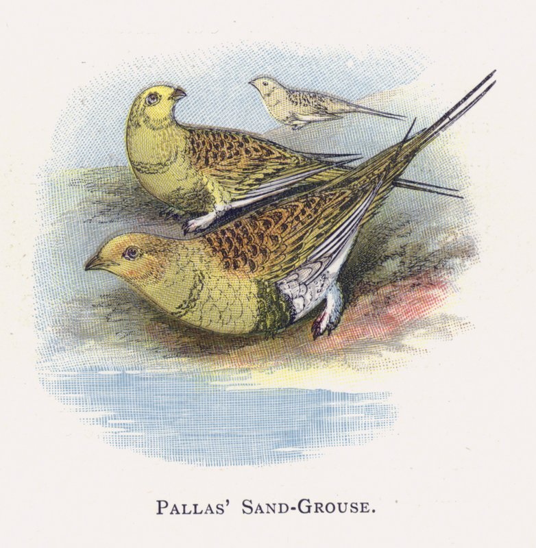 Pallas Sand-Rype af Alexander Francis Lydon