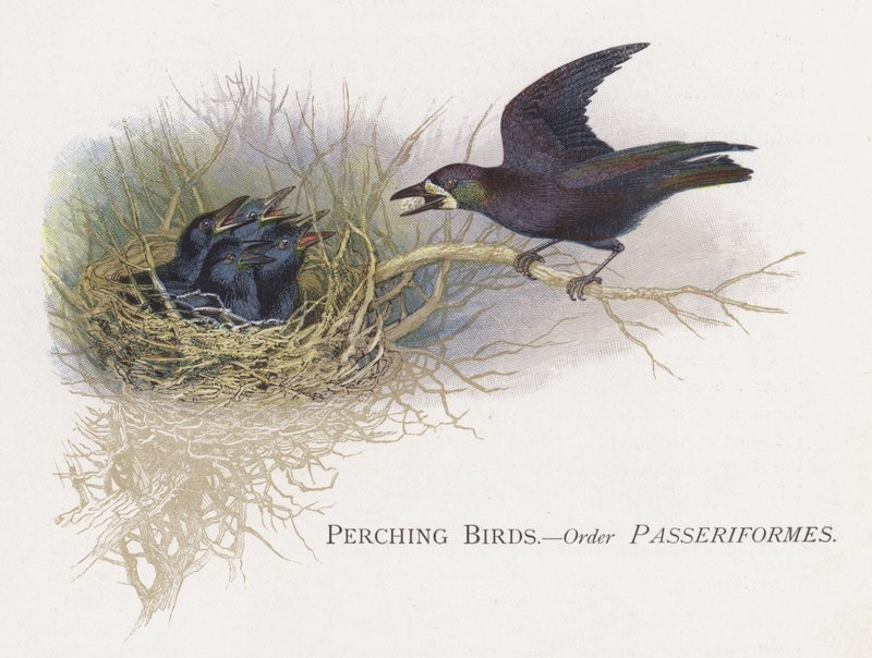 Siddende fugle, orden Passeriformes af Alexander Francis Lydon