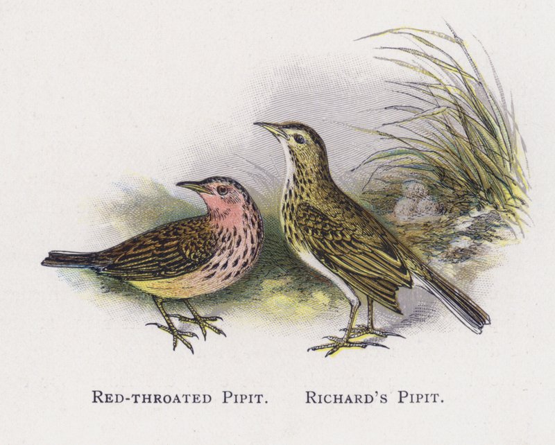 Rødstrubet piber, Richards piber af Alexander Francis Lydon
