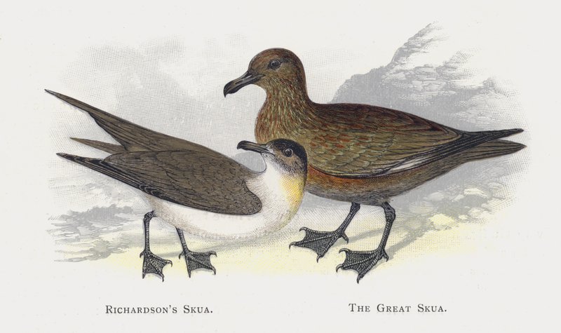 Richardsons Skua, Den Store Skua af Alexander Francis Lydon