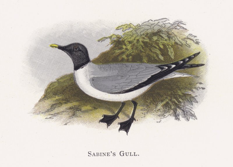 Sabines Gull af Alexander Francis Lydon